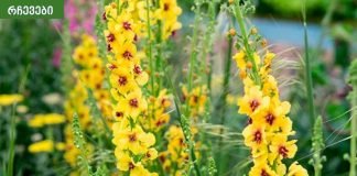 დალიეთ ეს ჩაი და მოიცილებთ ნახველს ფილტვებიდან, ტოქსინებს და მოიშორებთ ანთებას.