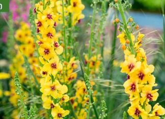 დალიეთ ეს ჩაი და მოიცილებთ ნახველს ფილტვებიდან, ტოქსინებს და მოიშორებთ ანთებას.