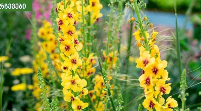 დალიეთ ეს ჩაი და მოიცილებთ ნახველს ფილტვებიდან, ტოქსინებს და მოიშორებთ ანთებას.