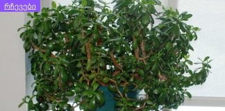 ნახეთ.ბარაქის ხეს ბევრი რამის განკურნება შეუძლია.