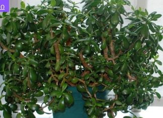 ნახეთ.ბარაქის ხეს ბევრი რამის განკურნება შეუძლია.