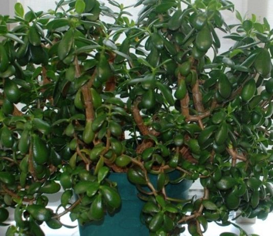 ნახეთ.ბარაქის ხეს ბევრი რამის განკურნება შეუძლია.