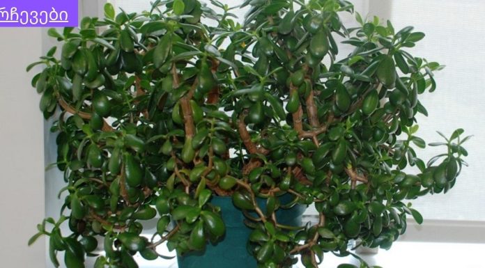 ნახეთ.ბარაქის ხეს ბევრი რამის განკურნება შეუძლია.