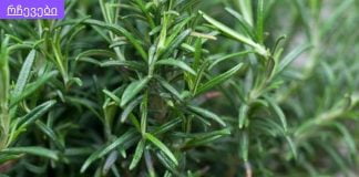 როგორ მოვამზადოთ ბუნებრივი შამპუნი თმის ზრდისთვის.