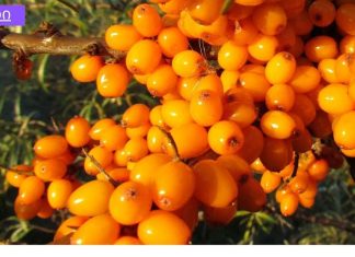 ახალგაზრდობის ელექსირი თქვენი სახისა და თმისთვის