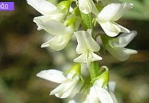 ყველა ქალს დააინტერესებს. 5 მცენარე ქალის ჯანმრთელობისთვის