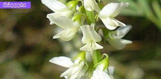 ყველა ქალს დააინტერესებს. 5 მცენარე ქალის ჯანმრთელობისთვის