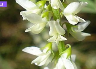 ყველა ქალს დააინტერესებს. 5 მცენარე ქალის ჯანმრთელობისთვის