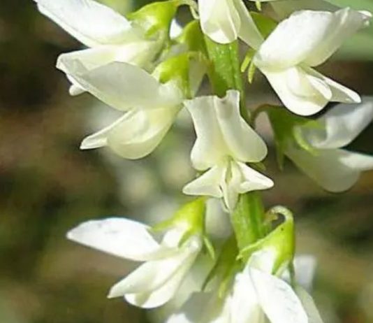 ყველა ქალს დააინტერესებს. 5 მცენარე ქალის ჯანმრთელობისთვის