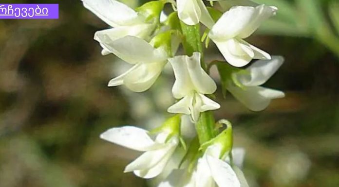 ყველა ქალს დააინტერესებს. 5 მცენარე ქალის ჯანმრთელობისთვის