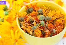 რა შეუძლია კალენდულას ყვავილებს: მისი ექსტრაქტი 200-ზე მეტი მედიკამენტის ნაწილია!