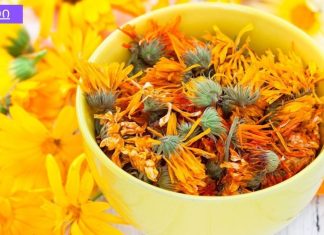 რა შეუძლია კალენდულას ყვავილებს: მისი ექსტრაქტი 200-ზე მეტი მედიკამენტის ნაწილია!