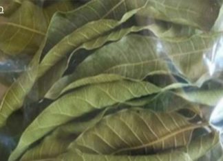 გაწუხებთ დიაბეტი? უბრალოდ მოხარშეთ ეს ფოთლები და პრობლემა წამლის გარეშე მოგვარდება.