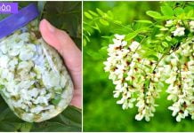 თეთრი აკაციის ნაყენს შეუძლია განკურნოს დამბლა, ძლიერი თავის ტკივილი, ხელების და ფეხების დაბუჟება