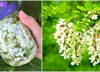 თეთრი აკაციის ნაყენს შეუძლია განკურნოს დამბლა, ძლიერი თავის ტკივილი, ხელების და ფეხების დაბუჟება