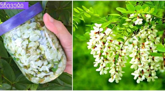 თეთრი აკაციის ნაყენს შეუძლია განკურნოს დამბლა, ძლიერი თავის ტკივილი, ხელების და ფეხების დაბუჟება