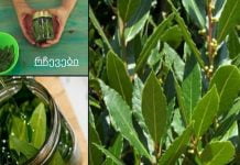 დაემშვიდობეთ ვარიკოზულ ვენებს, სახსრების ტკივილს, მეხსიერების პრობლემებს დაფნის ზეთის წყალობით!