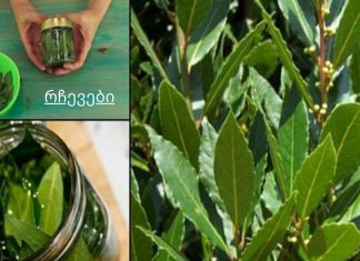 დაემშვიდობეთ ვარიკოზულ ვენებს, სახსრების ტკივილს, მეხსიერების პრობლემებს დაფნის ზეთის წყალობით!