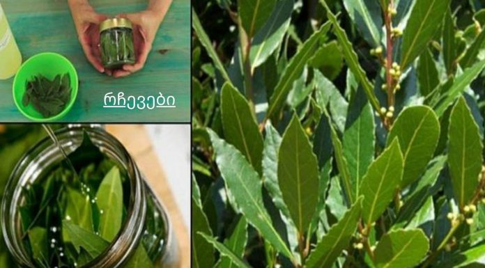 დაემშვიდობეთ ვარიკოზულ ვენებს, სახსრების ტკივილს, მეხსიერების პრობლემებს დაფნის ზეთის წყალობით!