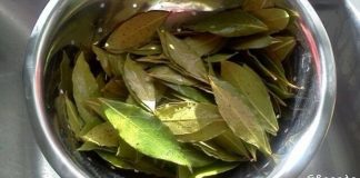 დაფნის ფოთლის წარმოუდგენელი სარგებელი და გამოყენება