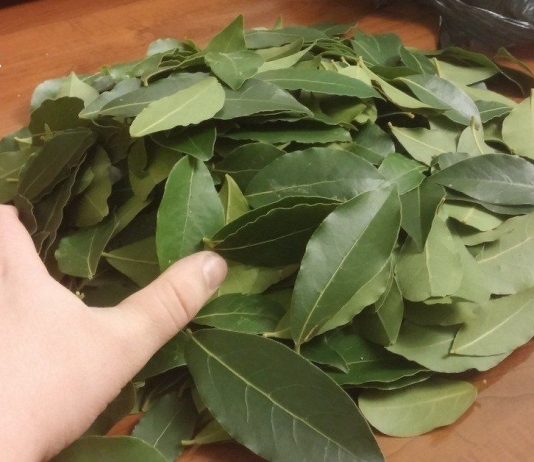 ისინი ამბობენ, რომ ღმერთმა თავად დაგვიტოვა ეს საჩუქარი: აკონტროლებს არტერიულ წნევას, მკურნალობს დიაბეტს, ცუდ ქოლესტერინს და იცავს უძილობისგან