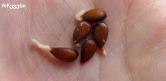 ვაშლის თესლი : ის, რაც ჩვენთვის წლების განმავლობაში იმალებოდა!