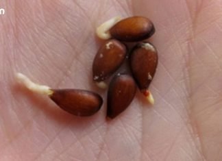 ვაშლის თესლი : ის, რაც ჩვენთვის წლების განმავლობაში იმალებოდა!