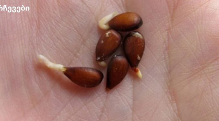 ვაშლის თესლი : ის, რაც ჩვენთვის წლების განმავლობაში იმალებოდა!