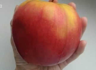 ვაშლის ნარევი ცხიმიანი კანისთვის