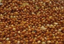 კიდევ ერთი რეცეპტი ფეტვით, რომელიც განკურნავს შარდსასქესო სისტემის ანთებას.