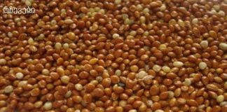 კიდევ ერთი რეცეპტი ფეტვით, რომელიც განკურნავს შარდსასქესო სისტემის ანთებას.