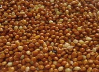 კიდევ ერთი რეცეპტი ფეტვით, რომელიც განკურნავს შარდსასქესო სისტემის ანთებას.