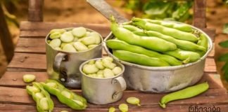 აკრძალული საკვები ანემიით დაავადებულთათვის