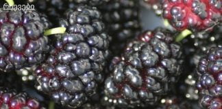 თუთას საოცარი სარგებელი აქვს .