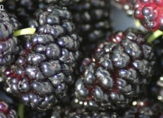 თუთას საოცარი სარგებელი აქვს .