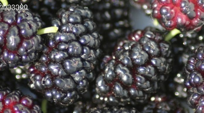 თუთას საოცარი სარგებელი აქვს .