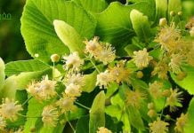 იმუნიტეტის გემრიელი გამაძლიერებელი