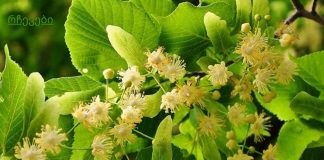 იმუნიტეტის გემრიელი გამაძლიერებელი