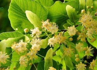 იმუნიტეტის გემრიელი გამაძლიერებელი