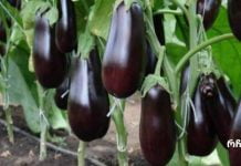 გიყვართ ბადრიჯნის კერძები?მაშინ მისი გვერდითი მოვლენებიც უნდა იცოდეთ.ბადრიჯნის ჭარბი ჭამის 5 გვერდითი მოვლენა