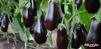 გიყვართ ბადრიჯნის კერძები?მაშინ მისი გვერდითი მოვლენებიც უნდა იცოდეთ.ბადრიჯნის ჭარბი ჭამის 5 გვერდითი მოვლენა