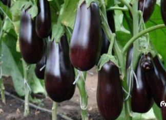 გიყვართ ბადრიჯნის კერძები?მაშინ მისი გვერდითი მოვლენებიც უნდა იცოდეთ.ბადრიჯნის ჭარბი ჭამის 5 გვერდითი მოვლენა