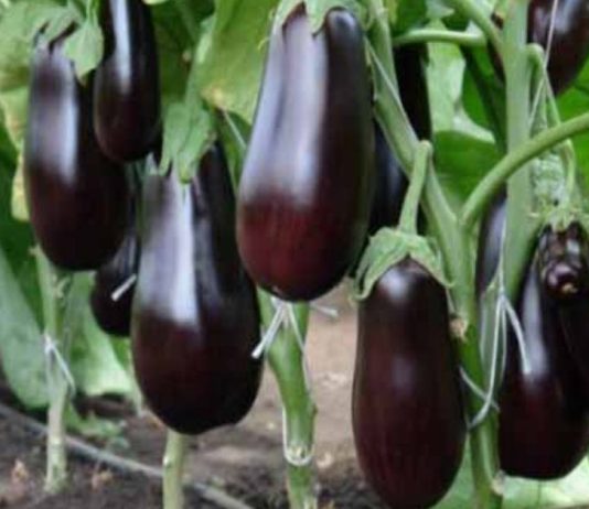 გიყვართ ბადრიჯნის კერძები?მაშინ მისი გვერდითი მოვლენებიც უნდა იცოდეთ.ბადრიჯნის ჭარბი ჭამის 5 გვერდითი მოვლენა