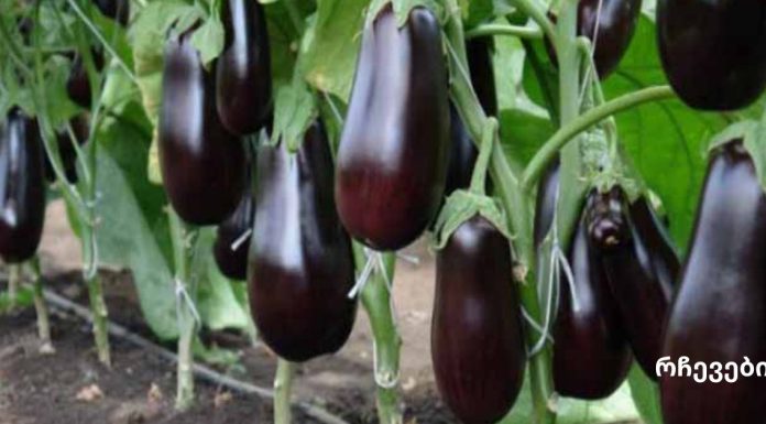 გიყვართ ბადრიჯნის კერძები?მაშინ მისი გვერდითი მოვლენებიც უნდა იცოდეთ.ბადრიჯნის ჭარბი ჭამის 5 გვერდითი მოვლენა