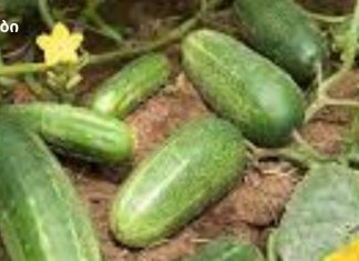 ის ყოველდღე ჭამდა კიტრს, შემდეგ კი ყველამ შენიშნა, როგორ შეიცვალა იგი. ეს არის ის, რაც მოხდა!