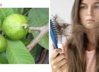 გუავას ფოთლებს შეუძლიათ 100%-ით შეაჩერონ თმის ცვენა და ხელი შეუწყონ მათ არანორმალურ ზრდას!