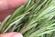 მეცნიერებმა დაადგინეს, რომ ეს მცენარე ებრძვის დემენციას და ამაღლებს მეხსიერებას 75%-ით!