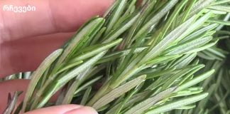 მეცნიერებმა დაადგინეს, რომ ეს მცენარე ებრძვის დემენციას და ამაღლებს მეხსიერებას 75%-ით!