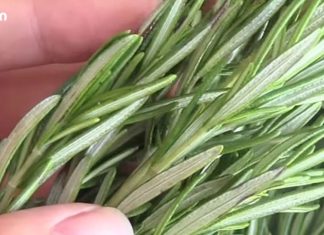 მეცნიერებმა დაადგინეს, რომ ეს მცენარე ებრძვის დემენციას და ამაღლებს მეხსიერებას 75%-ით!