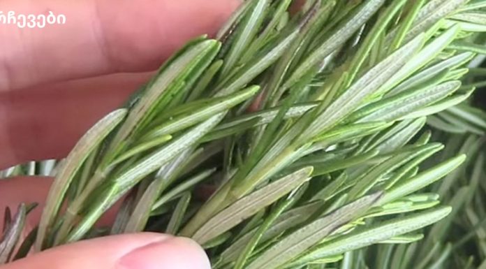 მეცნიერებმა დაადგინეს, რომ ეს მცენარე ებრძვის დემენციას და ამაღლებს მეხსიერებას 75%-ით!